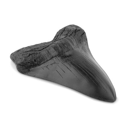 نسخة طبق الأصل من أسنان ميغالودون سمك القرش 3.5 بوصة نسخة طبق الأصل من حفريات أسنان ميغالودون المزيفة لعرض رف الطاولة المنزلي in Kuwait