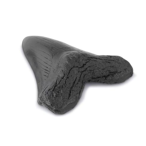 نسخة طبق الأصل من أسنان ميغالودون سمك القرش 3.5 بوصة نسخة طبق الأصل من حفريات أسنان ميغالودون المزيفة لعرض رف الطاولة المنزلي in Kuwait