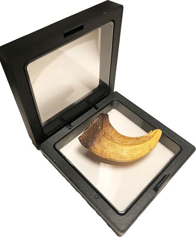 نسخة طبق الأصل من مخلب الديناصور فيلوسيرابتور لمتاحف الفصول الدراسية والعروض المنزلية in Kuwait