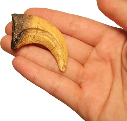 نسخة طبق الأصل من مخلب الديناصور فيلوسيرابتور لمتاحف الفصول الدراسية والعروض المنزلية in Kuwait