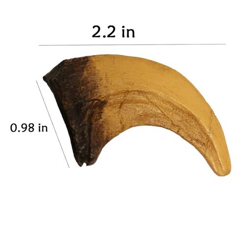 نسخة طبق الأصل من مخلب الديناصور فيلوسيرابتور لمتاحف الفصول الدراسية والعروض المنزلية in Kuwait