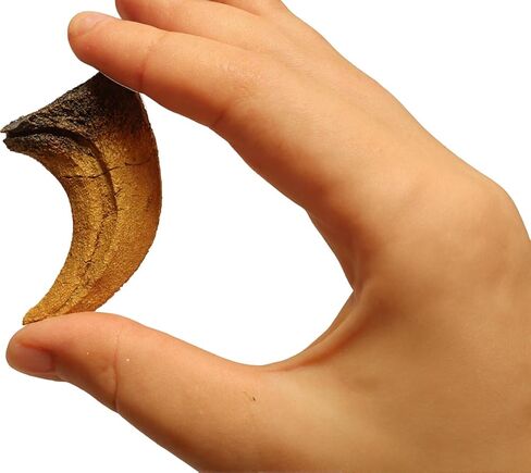 نسخة طبق الأصل من مخلب الديناصور فيلوسيرابتور لمتاحف الفصول الدراسية والعروض المنزلية in Kuwait