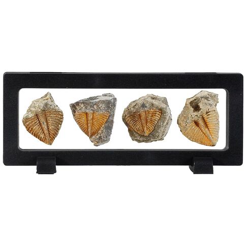 4 Pcs Real Trilobite Tail Fossil kit with Display Stand Come Form 400 Million Years Ago Real Fossils Paleontology Gifts for Men Women in Kuwait