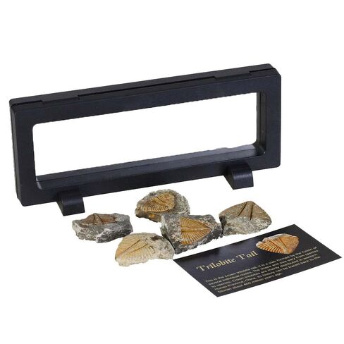4 Pcs Real Trilobite Tail Fossil kit with Display Stand Come Form 400 Million Years Ago Real Fossils Paleontology Gifts for Men Women in Kuwait