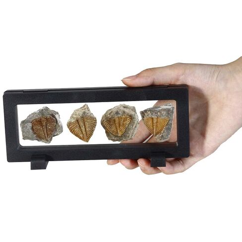 4 Pcs Real Trilobite Tail Fossil kit with Display Stand Come Form 400 Million Years Ago Real Fossils Paleontology Gifts for Men Women in Kuwait