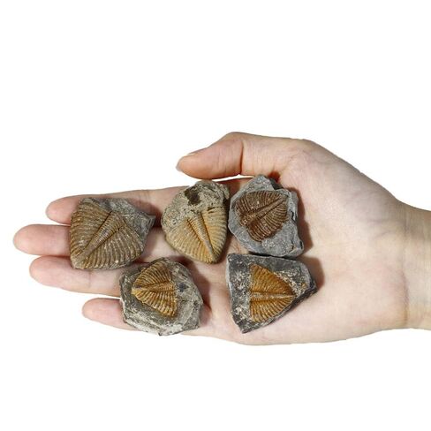 4 Pcs Real Trilobite Tail Fossil kit with Display Stand Come Form 400 Million Years Ago Real Fossils Paleontology Gifts for Men Women in Kuwait