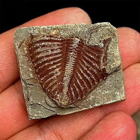 4 Pcs Real Trilobite Tail Fossil kit with Display Stand Come Form 400 Million Years Ago Real Fossils Paleontology Gifts for Men Women in Kuwait