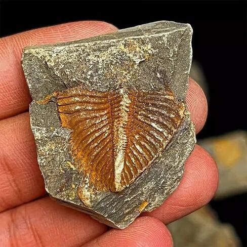 4 Pcs Real Trilobite Tail Fossil kit with Display Stand Come Form 400 Million Years Ago Real Fossils Paleontology Gifts for Men Women in Kuwait