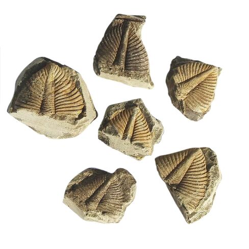 4 Pcs Real Trilobite Tail Fossil kit with Display Stand Come Form 400 Million Years Ago Real Fossils Paleontology Gifts for Men Women in Kuwait