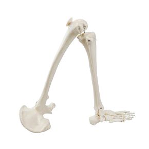 Vision Scientific B10005R نموذج تشريحي لعظام الأطراف السفلية بالحجم الطبيعي in Kuwait