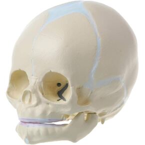 Skull Model 1: 1 Human Fetal Baby Infant Medical Skull Anatomical Skeleton Model Teaching Su, 13x10x10.5cm in Kuwait