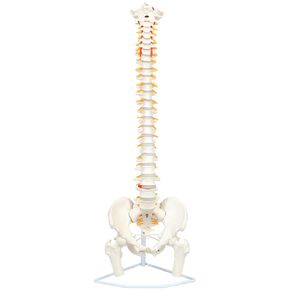Axis Scientific Full Size Ultra Flexible Spine Model with Removable Femur Heads - Comprehensive Spine Anatomy Model with Nerves, Includes Full Color Product Manual in Kuwait