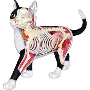 4D Vision Cat Anatomy Model, 28 Parts for Animal Teaching Demonstration Cat Model Anatomy Tool Animal Veterinary Training for Animal Teaching Demonstration in Kuwait