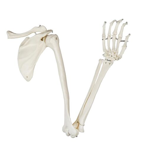 Vision Scientific B10005R نموذج تشريحي لعظام الأطراف السفلية بالحجم الطبيعي in Kuwait