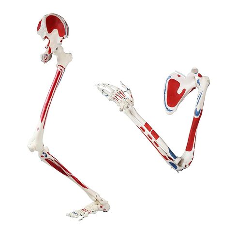 Vision Scientific B10005R Life-Size Human Lower Limb Bone Anatomical Model in Saudi Arabia