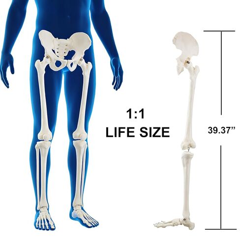 Vision Scientific B10005R Life-Size Human Lower Limb Bone Anatomical Model in Saudi Arabia
