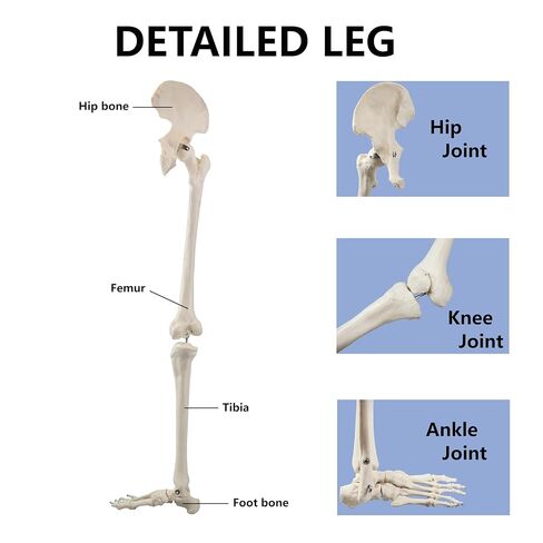 Vision Scientific B10005R Life-Size Human Lower Limb Bone Anatomical Model in Saudi Arabia
