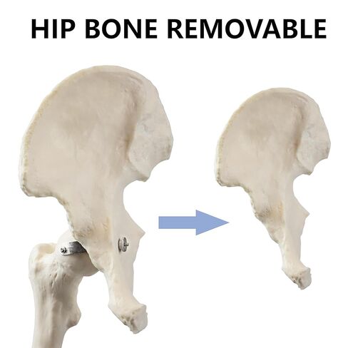 Vision Scientific B10005R Life-Size Human Lower Limb Bone Anatomical Model in Saudi Arabia