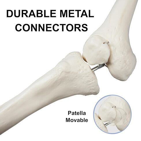 Vision Scientific B10005R Life-Size Human Lower Limb Bone Anatomical Model in Saudi Arabia