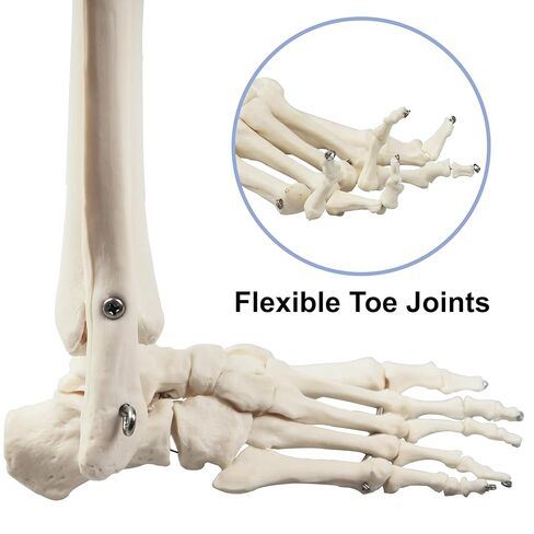 Vision Scientific B10005R Life-Size Human Lower Limb Bone Anatomical Model in Saudi Arabia