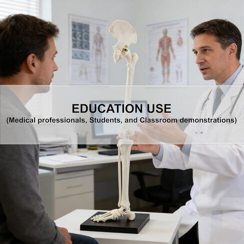 Vision Scientific B10005R Life-Size Human Lower Limb Bone Anatomical Model in Saudi Arabia