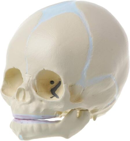 Skull Model 1: 1 Human Fetal Baby Infant Medical Skull Anatomical Skeleton Model Teaching Su, 13x10x10.5cm in Kuwait