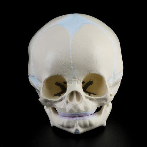 Skull Model 1: 1 Human Fetal Baby Infant Medical Skull Anatomical Skeleton Model Teaching Su, 13x10x10.5cm in Kuwait