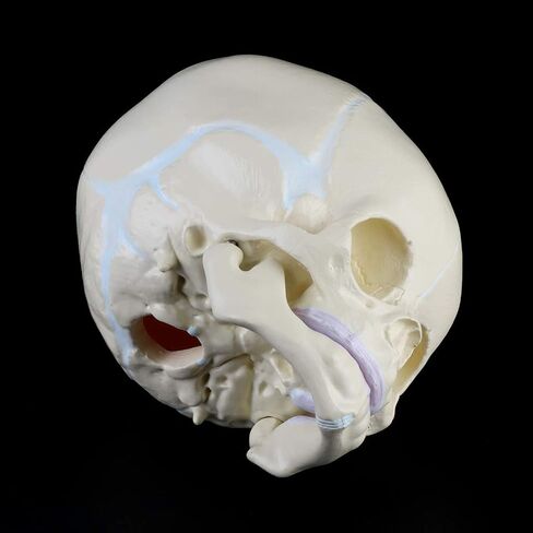 Skull Model 1: 1 Human Fetal Baby Infant Medical Skull Anatomical Skeleton Model Teaching Su, 13x10x10.5cm in Kuwait