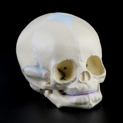 Skull Model 1: 1 Human Fetal Baby Infant Medical Skull Anatomical Skeleton Model Teaching Su, 13x10x10.5cm in Kuwait