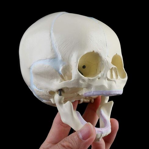 Skull Model 1: 1 Human Fetal Baby Infant Medical Skull Anatomical Skeleton Model Teaching Su, 13x10x10.5cm in Kuwait