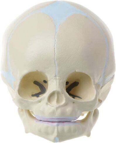 Skull Model 1: 1 Human Fetal Baby Infant Medical Skull Anatomical Skeleton Model Teaching Su, 13x10x10.5cm in Kuwait