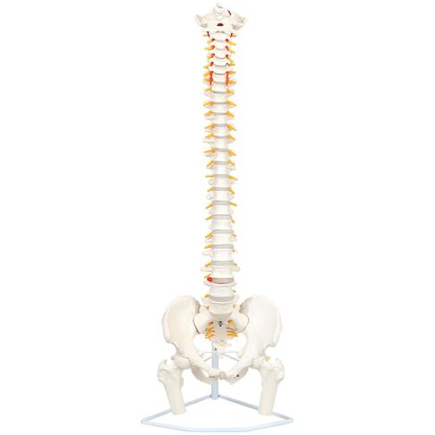 Axis Scientific Full Size Ultra Flexible Spine Model with Removable Femur Heads - Comprehensive Spine Anatomy Model with Nerves, Includes Full Color Product Manual in Kuwait