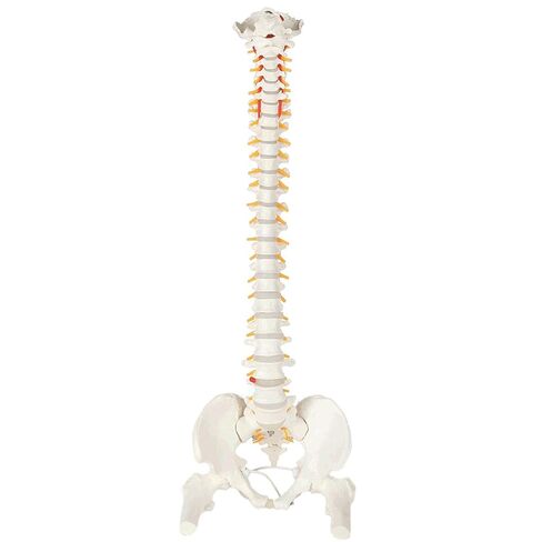 Axis Scientific Full Size Ultra Flexible Spine Model with Removable Femur Heads - Comprehensive Spine Anatomy Model with Nerves, Includes Full Color Product Manual in Kuwait