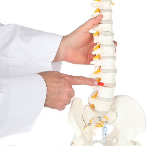 Axis Scientific Full Size Ultra Flexible Spine Model with Removable Femur Heads - Comprehensive Spine Anatomy Model with Nerves, Includes Full Color Product Manual in Kuwait