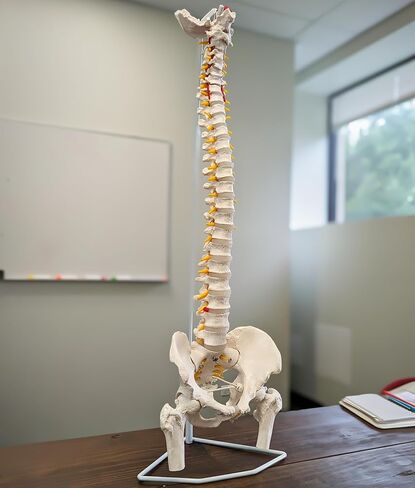 Axis Scientific Full Size Ultra Flexible Spine Model with Removable Femur Heads - Comprehensive Spine Anatomy Model with Nerves, Includes Full Color Product Manual in Kuwait