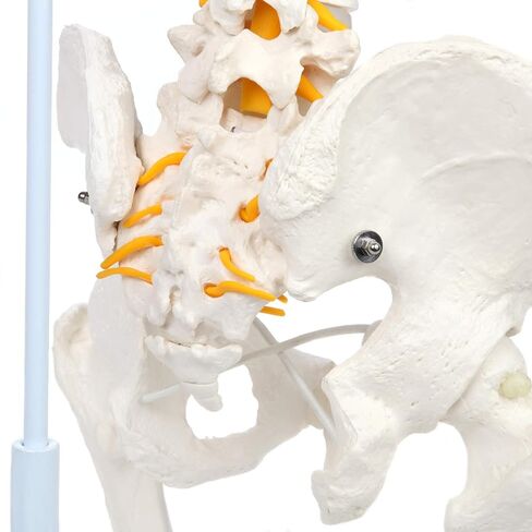 Axis Scientific Full Size Ultra Flexible Spine Model with Removable Femur Heads - Comprehensive Spine Anatomy Model with Nerves, Includes Full Color Product Manual in Kuwait