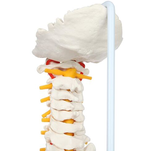 Axis Scientific Full Size Ultra Flexible Spine Model with Removable Femur Heads - Comprehensive Spine Anatomy Model with Nerves, Includes Full Color Product Manual in Kuwait