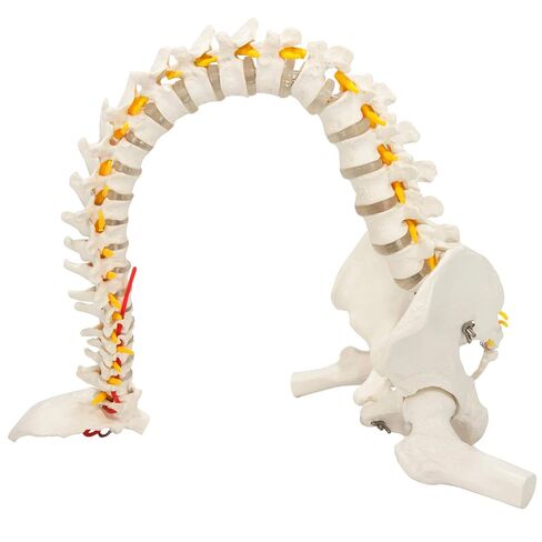 Axis Scientific Full Size Ultra Flexible Spine Model with Removable Femur Heads - Comprehensive Spine Anatomy Model with Nerves, Includes Full Color Product Manual in Kuwait
