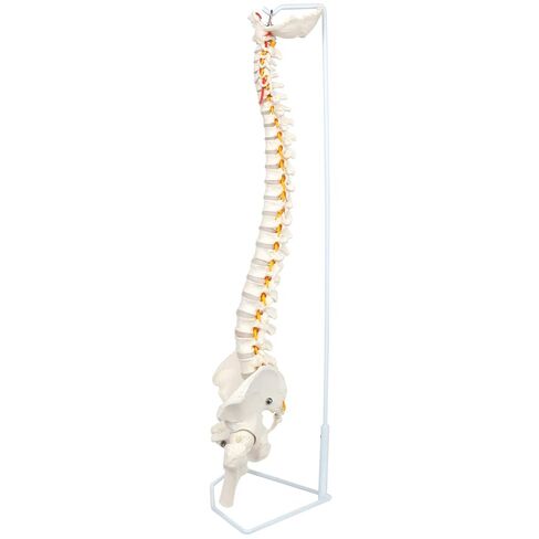 Axis Scientific Full Size Ultra Flexible Spine Model with Removable Femur Heads - Comprehensive Spine Anatomy Model with Nerves, Includes Full Color Product Manual in Kuwait