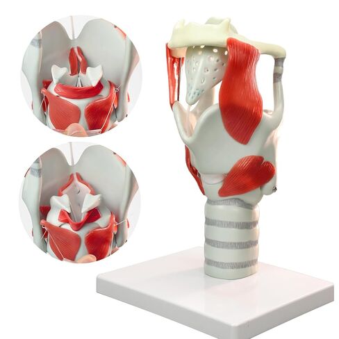 3X Laryngeal Function Model, Laryngeal Cartilage Model, Suitable for Medical Training, Patient Education in Kuwait