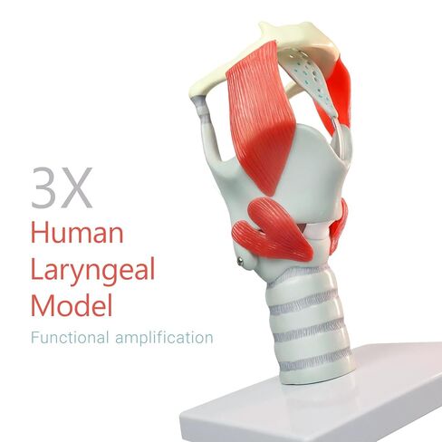 3X Laryngeal Function Model, Laryngeal Cartilage Model, Suitable for Medical Training, Patient Education in Kuwait
