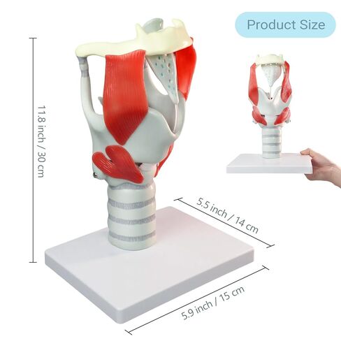 3X Laryngeal Function Model, Laryngeal Cartilage Model, Suitable for Medical Training, Patient Education in Kuwait