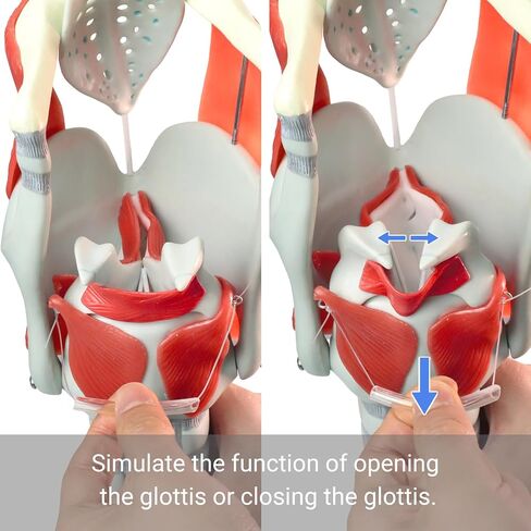 3X Laryngeal Function Model, Laryngeal Cartilage Model, Suitable for Medical Training, Patient Education in Kuwait