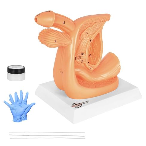 Male Urinary Catheterization Insertion Trainer, Catheter Insertion Practice Model with Numbered Anatomy, Nursing Skills Trainer for Medical Education in Kuwait