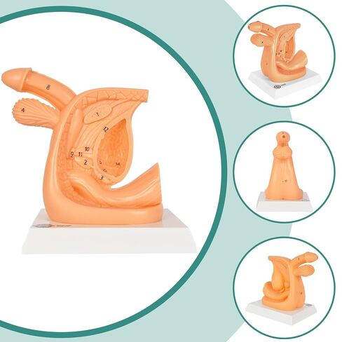 Male Urinary Catheterization Insertion Trainer, Catheter Insertion Practice Model with Numbered Anatomy, Nursing Skills Trainer for Medical Education in Kuwait