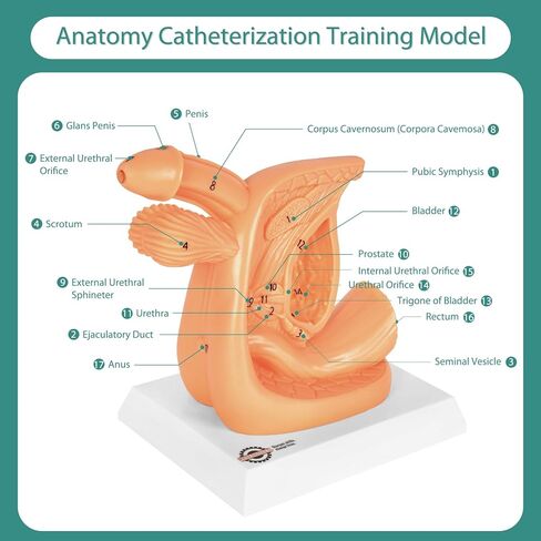 Male Urinary Catheterization Insertion Trainer, Catheter Insertion Practice Model with Numbered Anatomy, Nursing Skills Trainer for Medical Education in Kuwait