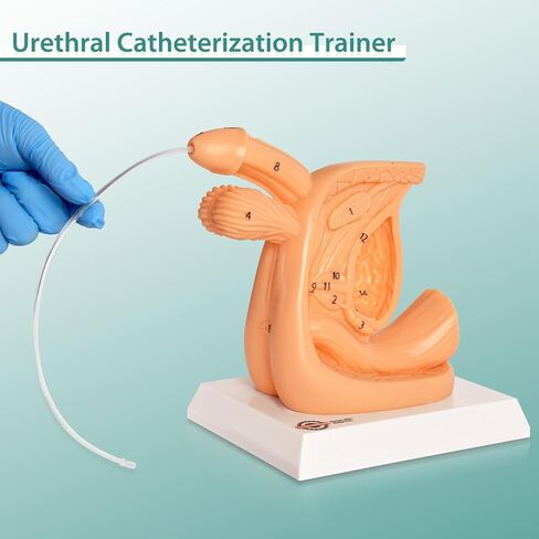 Male Urinary Catheterization Insertion Trainer, Catheter Insertion Practice Model with Numbered Anatomy, Nursing Skills Trainer for Medical Education in Kuwait