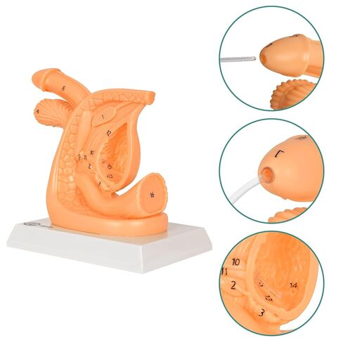 Male Urinary Catheterization Insertion Trainer, Catheter Insertion Practice Model with Numbered Anatomy, Nursing Skills Trainer for Medical Education in Kuwait
