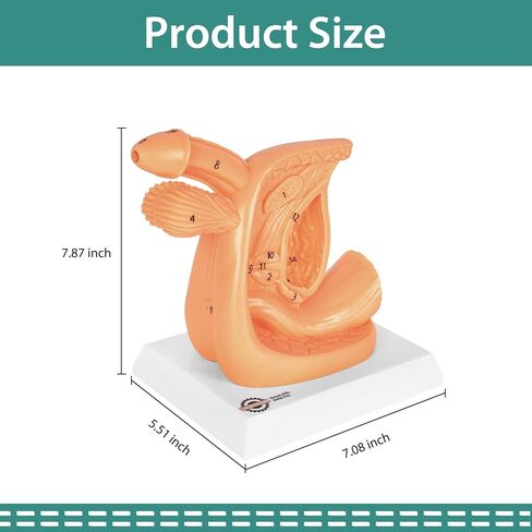 Male Urinary Catheterization Insertion Trainer, Catheter Insertion Practice Model with Numbered Anatomy, Nursing Skills Trainer for Medical Education in Kuwait
