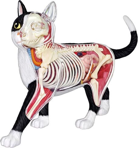 4D Vision Cat Anatomy Model, 28 Parts for Animal Teaching Demonstration Cat Model Anatomy Tool Animal Veterinary Training for Animal Teaching Demonstration in Kuwait
